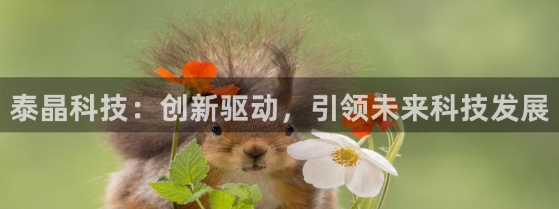 泰晶科技：创新驱动，引领未来科技发展