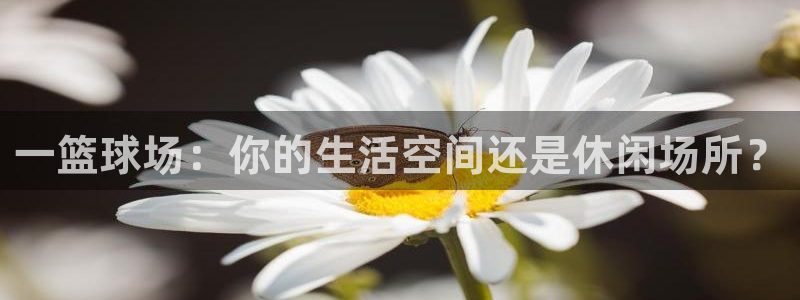 一篮球场：你的生活空间还是休闲场所？